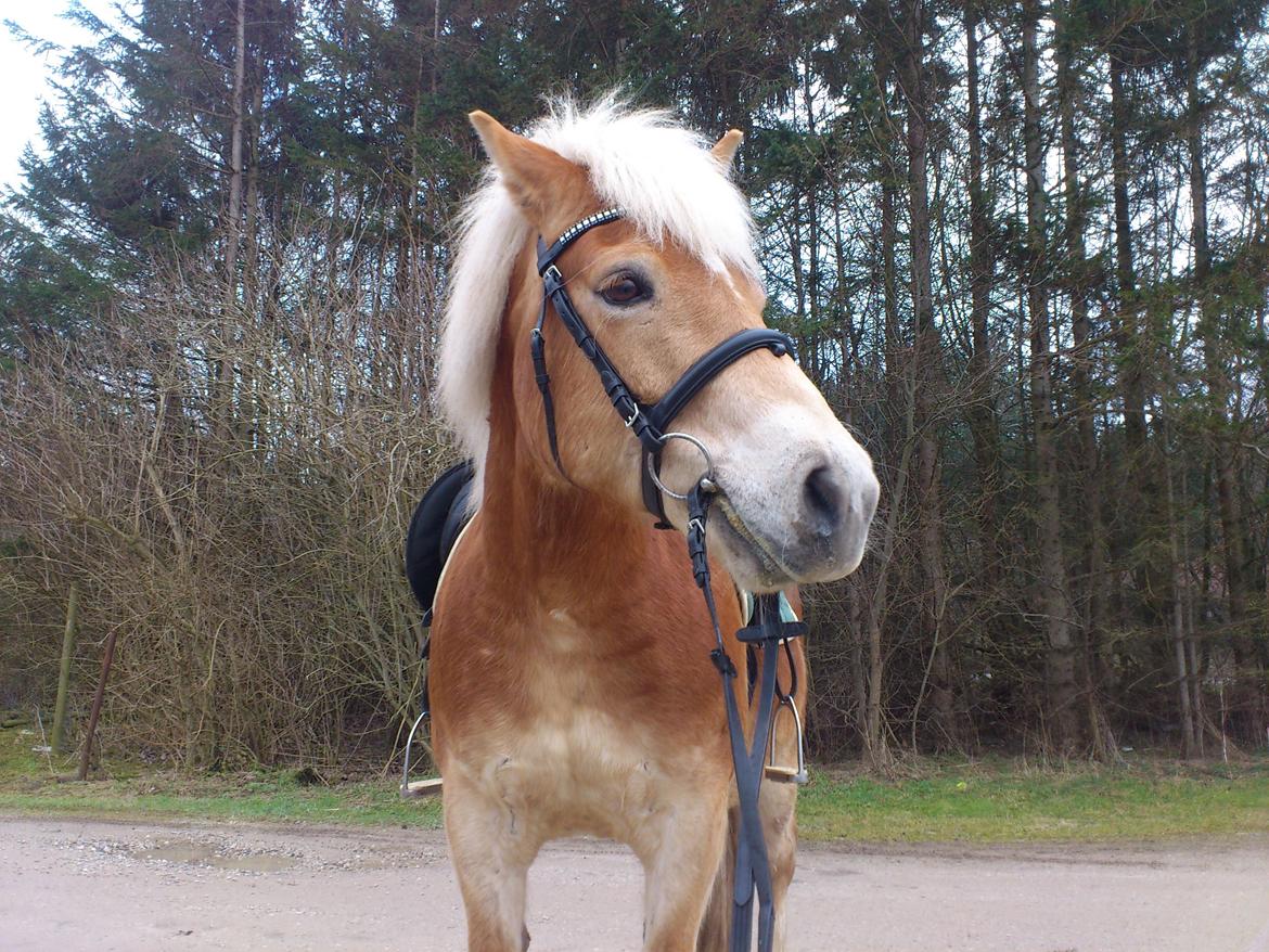 Haflinger Aske Rørmosegård billede 13
