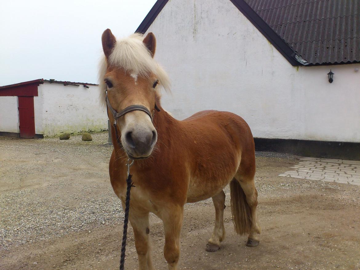 Haflinger Aske Rørmosegård billede 14