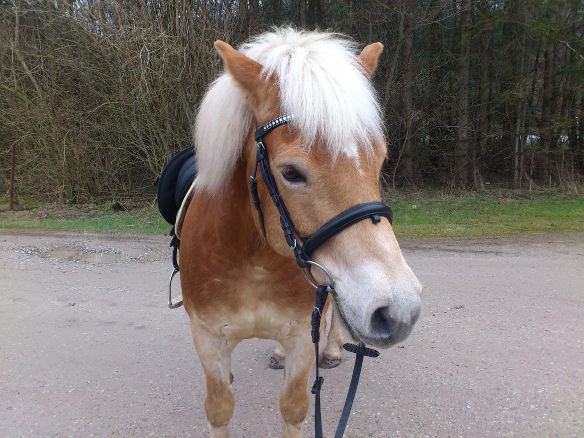 Haflinger Aske Rørmosegård billede 12