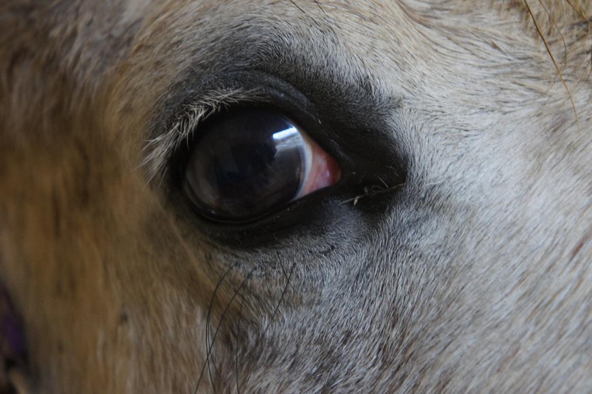 Anden særlig race Lindgaardens Spirit billede 15