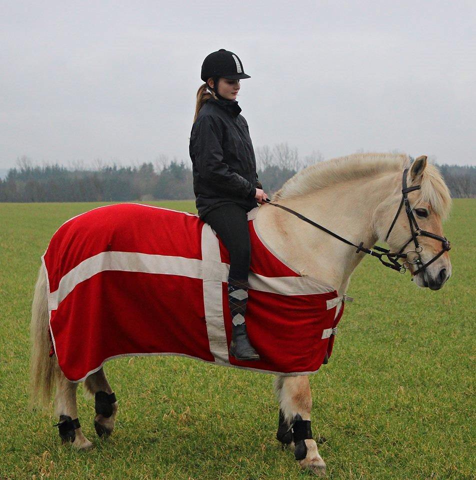 Fjordhest Vængets Mirabel billede 7