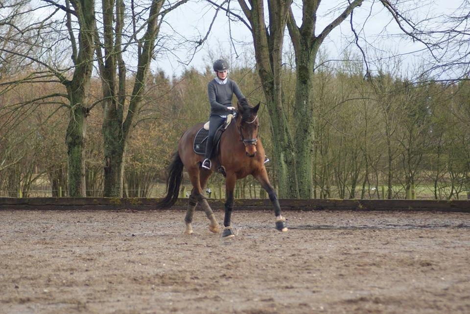 Dansk Varmblod STENKISTEKÆRS KITTE KRY *Kitte* billede 2