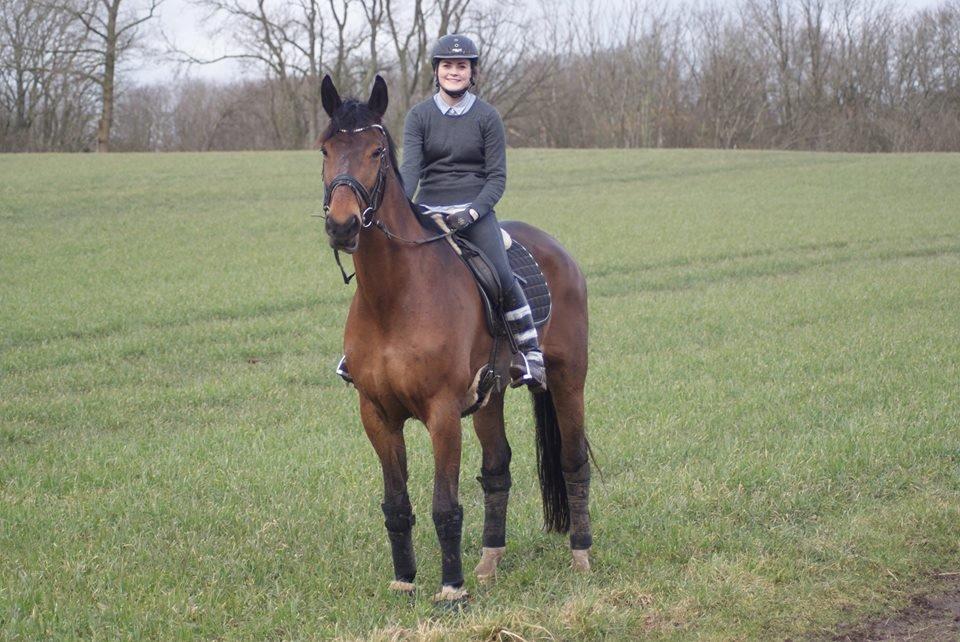 Dansk Varmblod STENKISTEKÆRS KITTE KRY *Kitte* billede 3