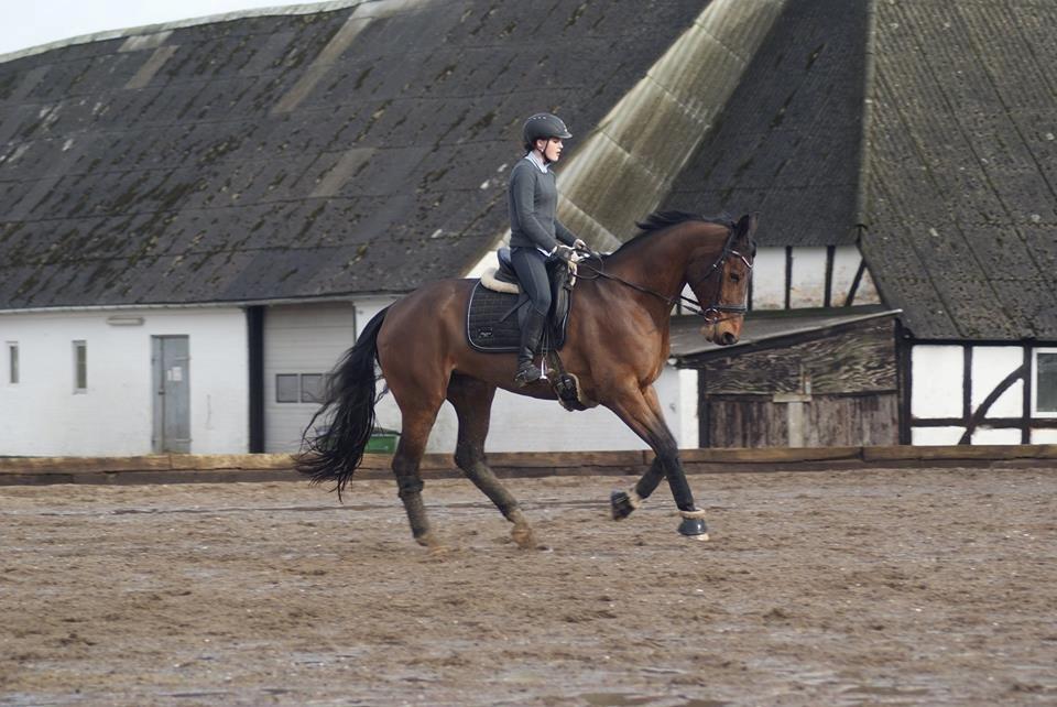 Dansk Varmblod STENKISTEKÆRS KITTE KRY *Kitte* billede 4