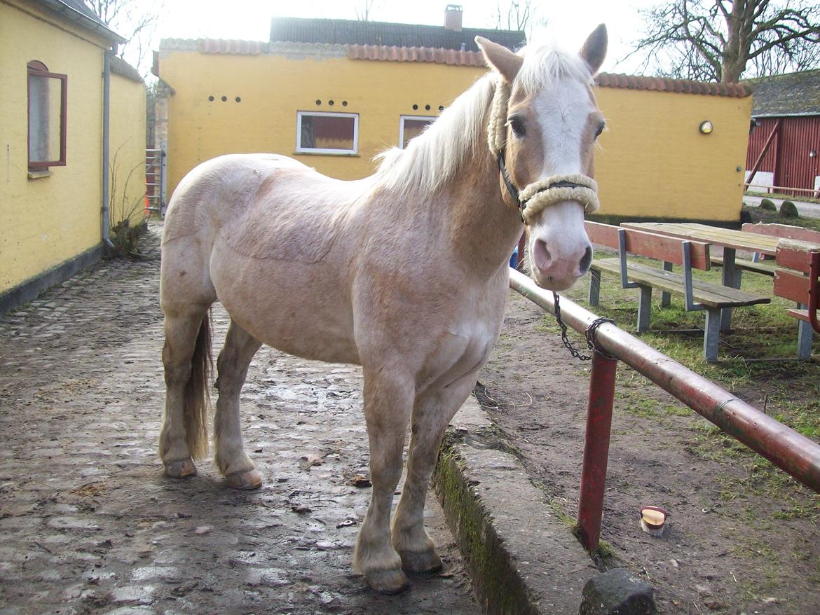 Haflinger Aalekrogens Stafet [Rideskole] - ♥ Velkommen til Stafet's profil! ♥ billede 1