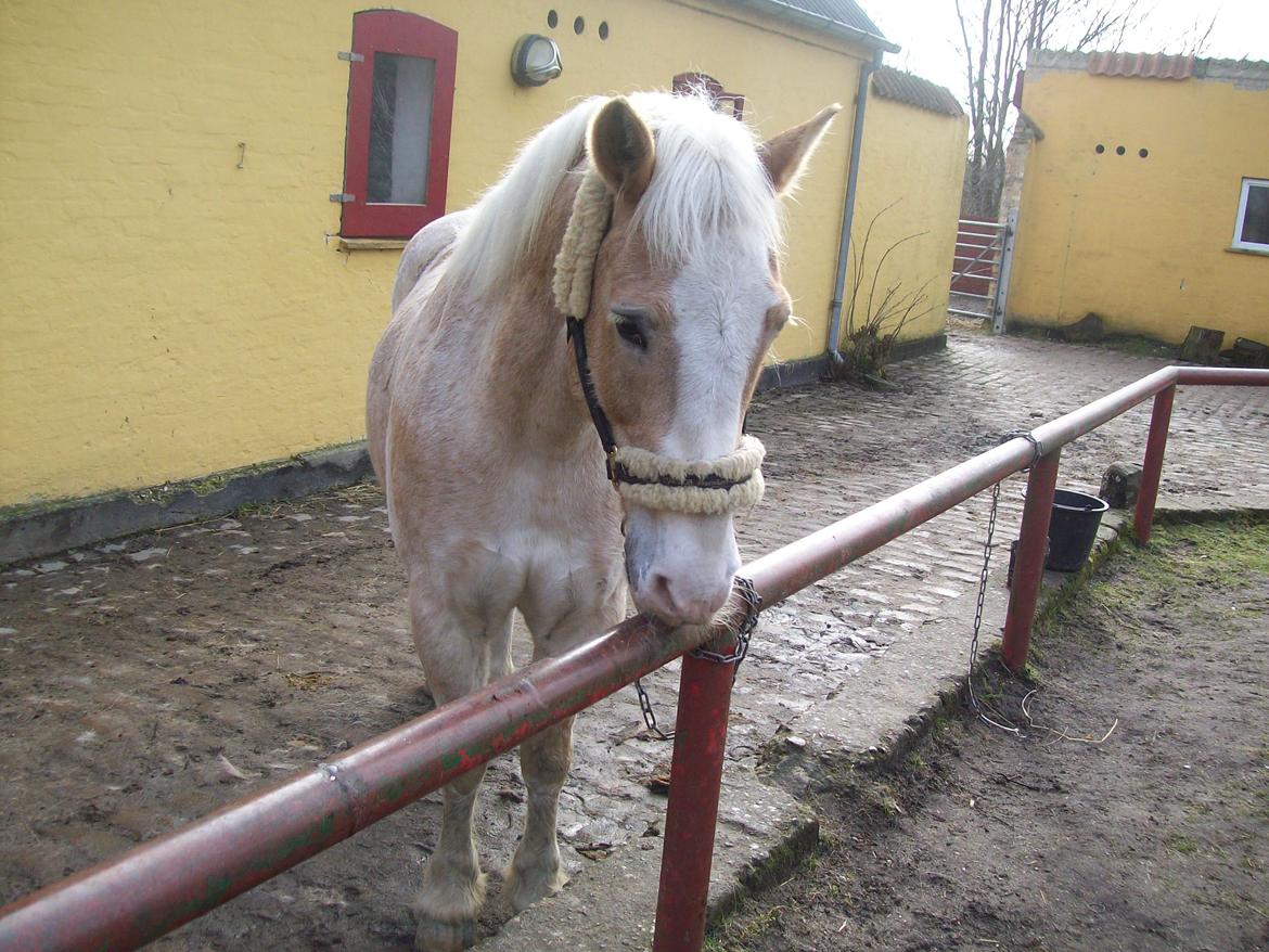 Haflinger Aalekrogens Stafet [Rideskole] billede 4