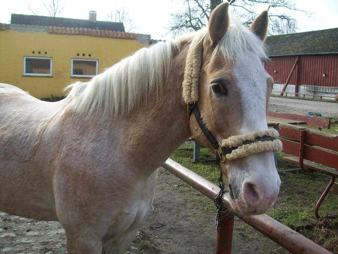 Haflinger Aalekrogens Stafet [Rideskole] billede 2