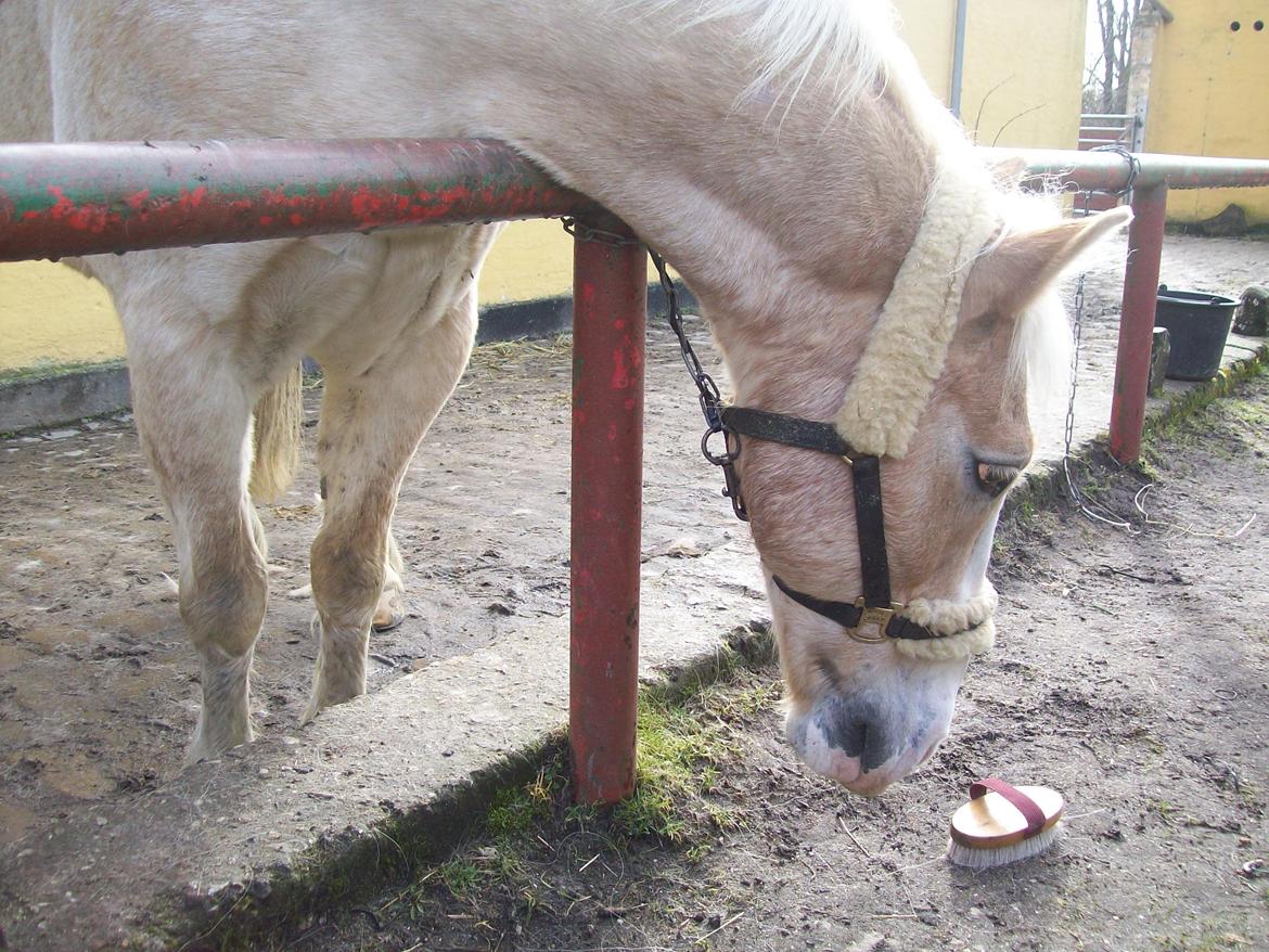 Haflinger Aalekrogens Stafet [Rideskole] billede 6