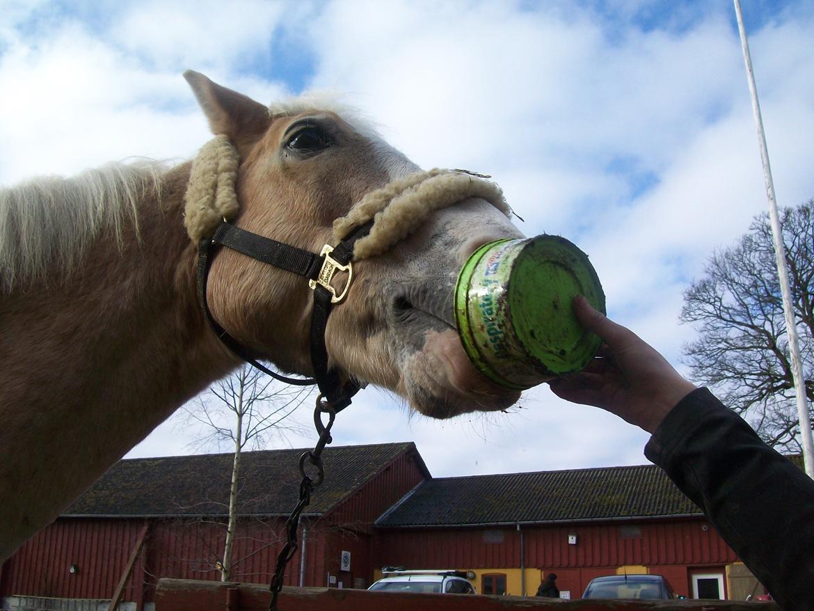 Haflinger Aalekrogens Stafet [Rideskole] billede 5