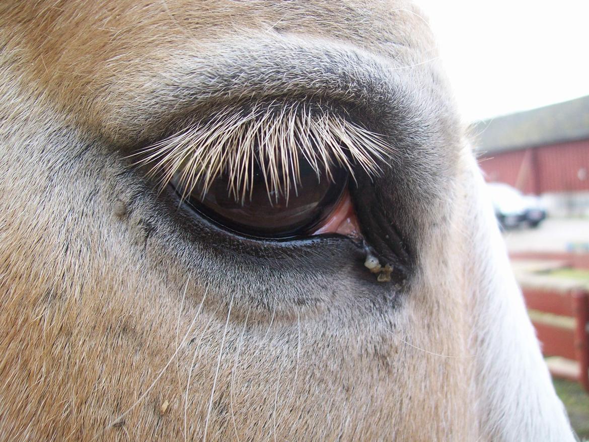 Haflinger Aalekrogens Stafet [Rideskole] - ♥ When i'm with you, i'm never alone ♥ billede 3