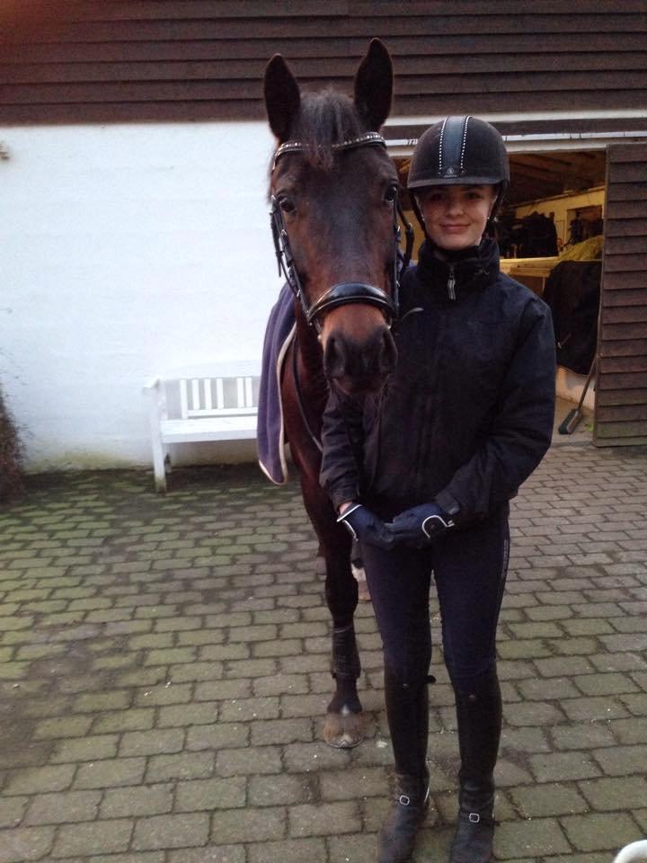 Tysk Sportspony Chester billede 7