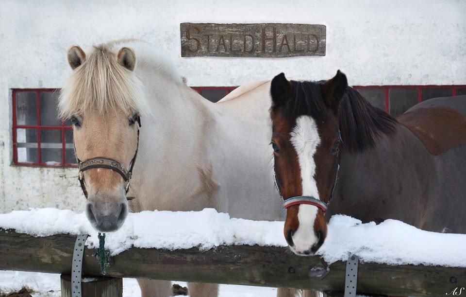 Fjordhest Fuldblods Fjordhest XX Vængets Mirabel billede 8