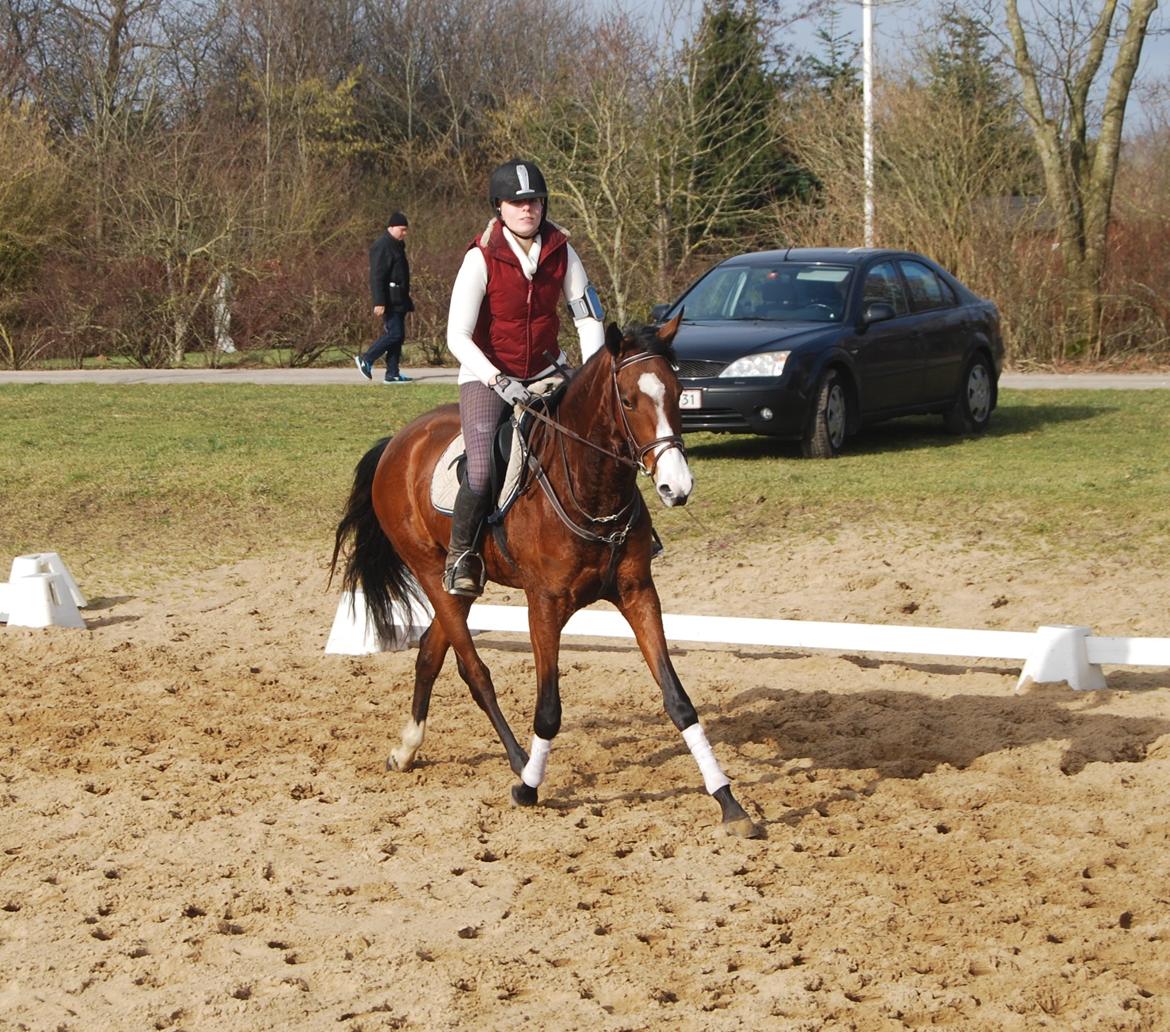 Akhal-Tekiner Aÿra Gadyrly billede 37