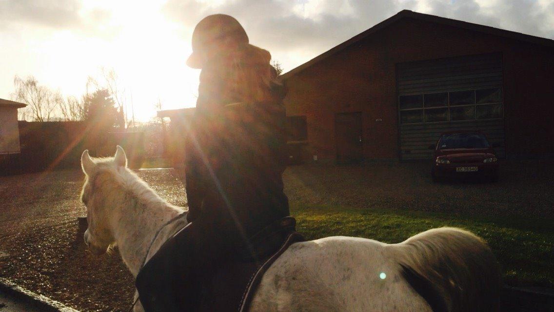 Arabisk fuldblod (OX) Wish Me Lucks Wibraka - Her rider vi en hyggelig tur i cordeo, ved en smuk solnedgang! feburar 2015 billede 6