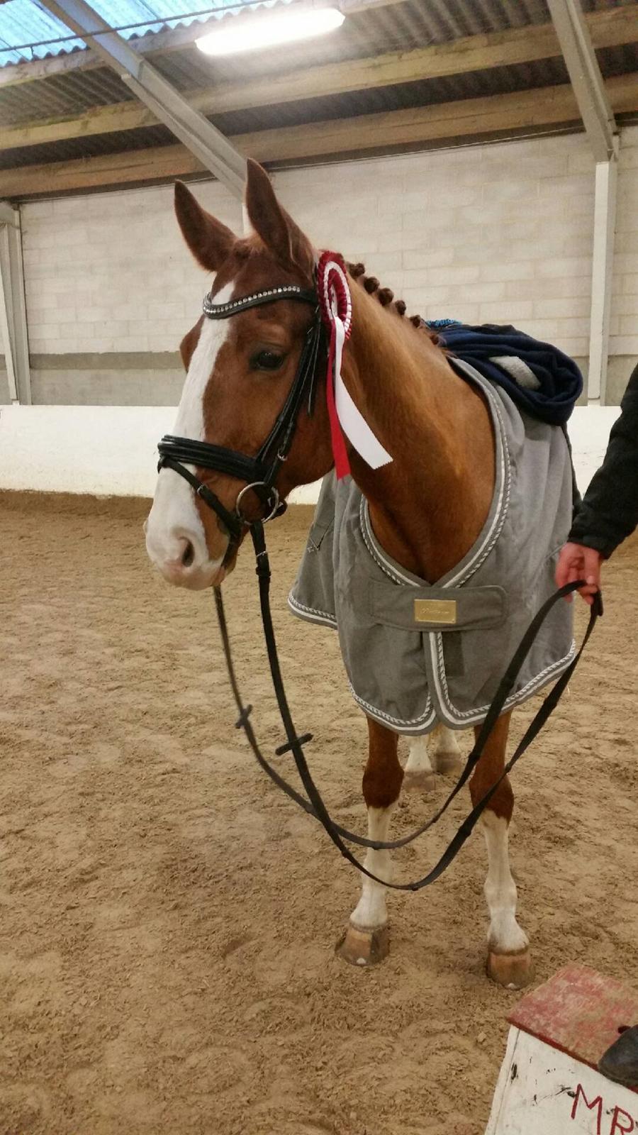 Dansk Varmblod Lindegaardens Zafir  - LA1 70 %  billede 2