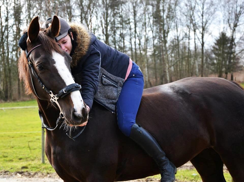 Hollandsk Varmblod Virona *Solgt ~ savnet* - Sidste dag med hende ;( FOTO: Luna Palmgreen billede 1