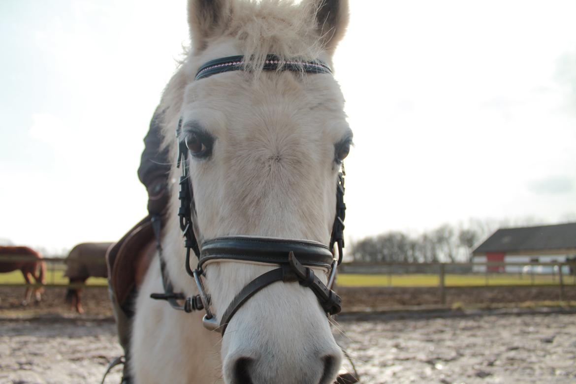 Welsh Mountain (sec A) Rosso Bianco - Ponse billede 9