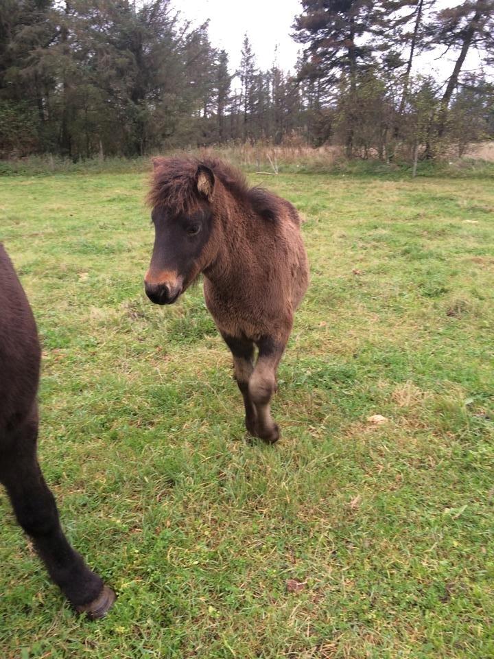 Islænder Saga fra Tindsgarði billede 1