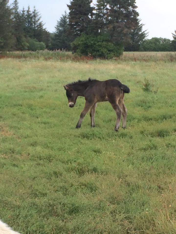 Islænder Saga fra Tindsgarði billede 7