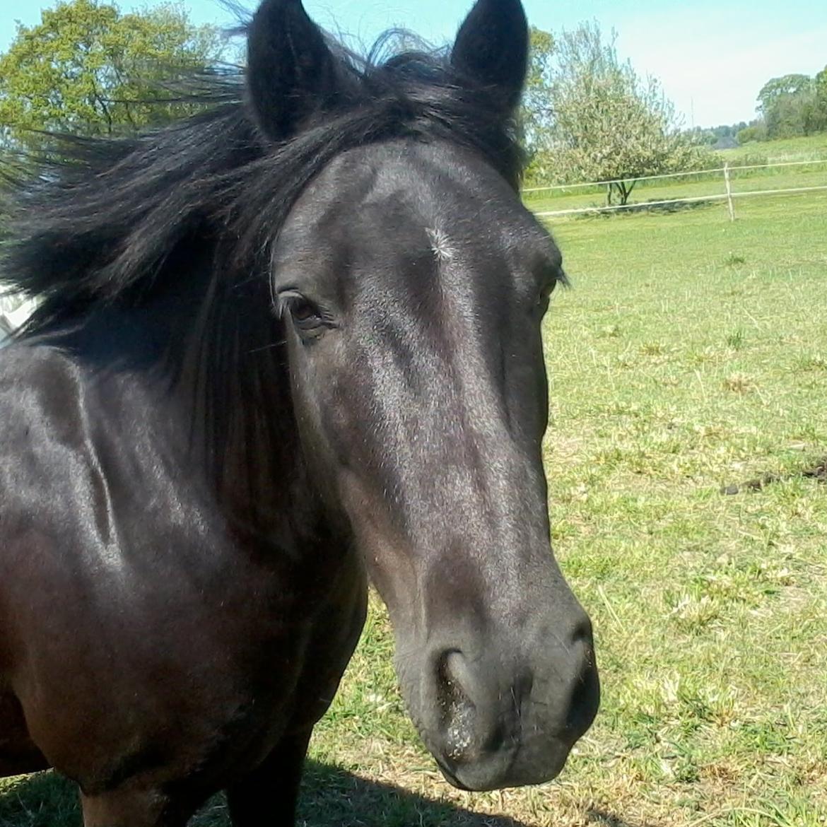 Anden særlig race Silas - smuk pony jeg har mig 😁 billede 4