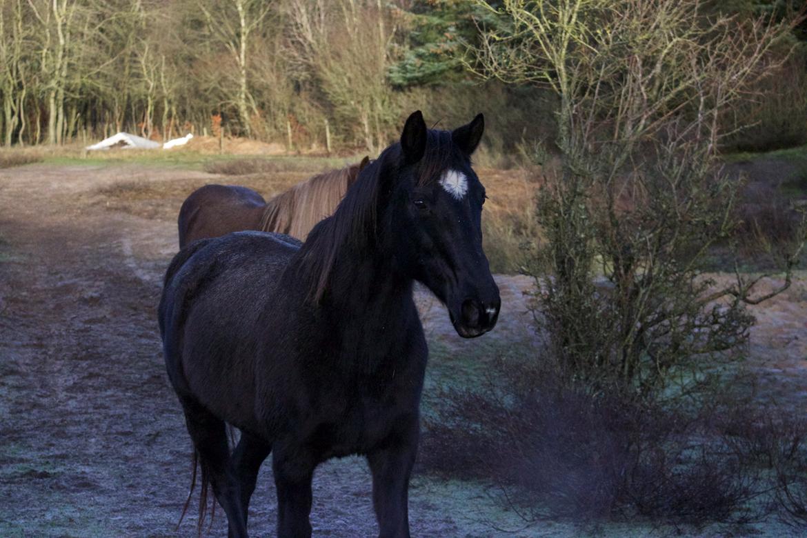 Dansk Varmblod Faunegårds Double (Bubbi) billede 19