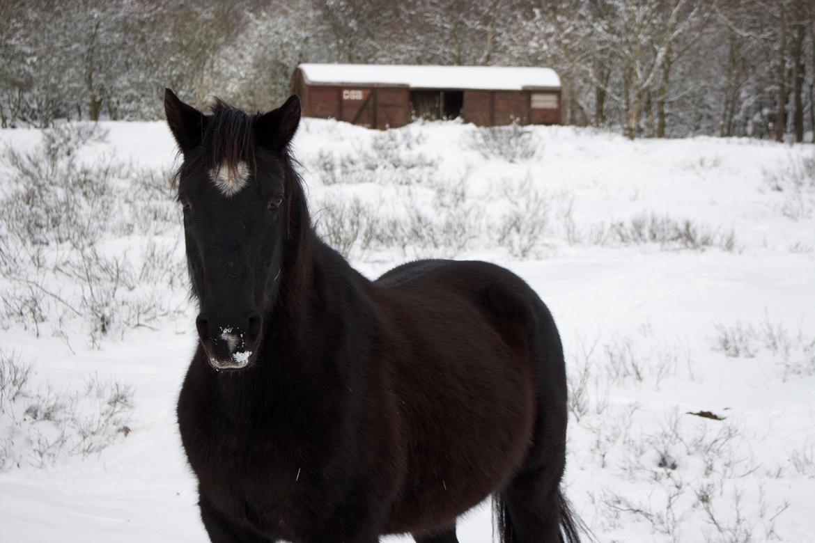 Dansk Varmblod Faunegårds Double (Bubbi) billede 3
