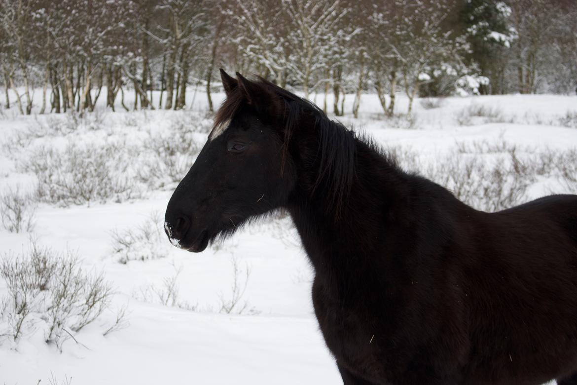 Dansk Varmblod Faunegårds Double (Bubbi) billede 6