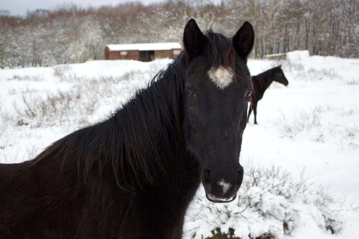 Dansk Varmblod Faunegårds Double (Bubbi) billede 9