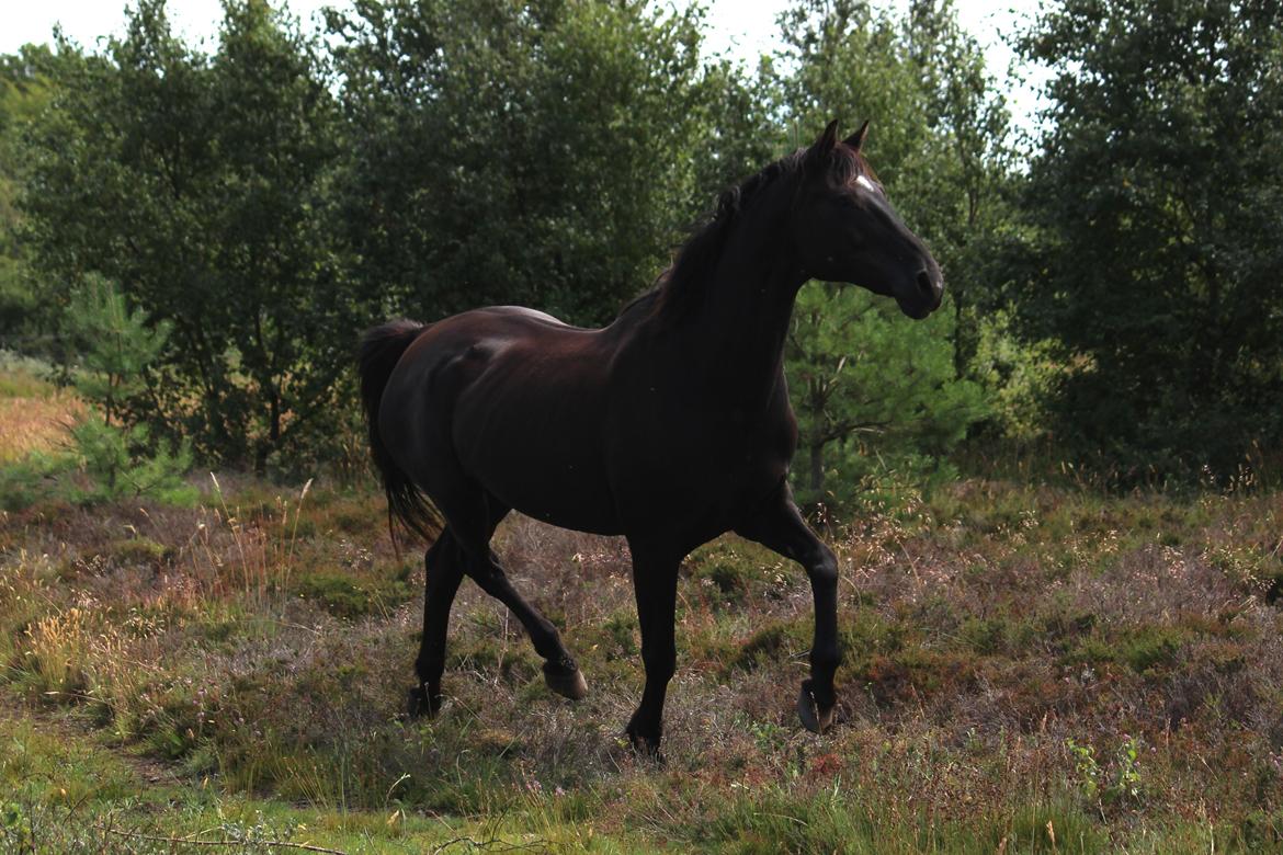 Dansk Varmblod Faunegårds Double (Bubbi) billede 1