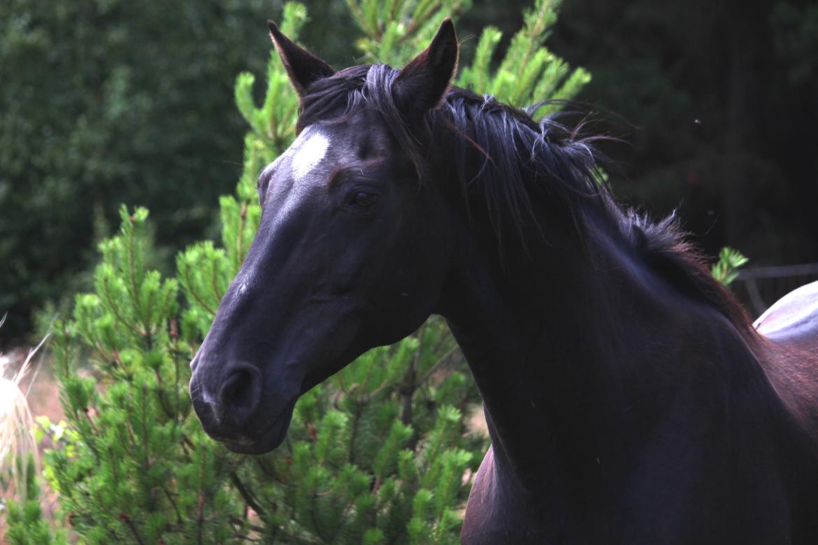 Dansk Varmblod Faunegårds Double (Bubbi) billede 13