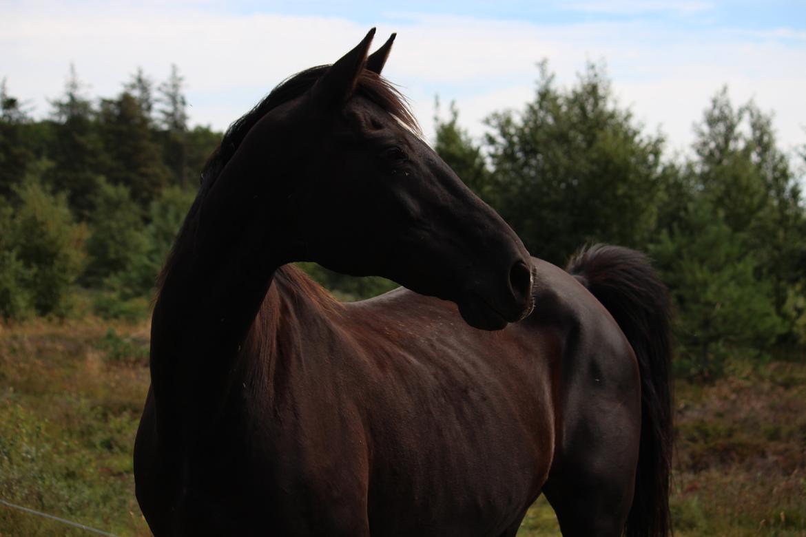 Dansk Varmblod Faunegårds Double (Bubbi) billede 11