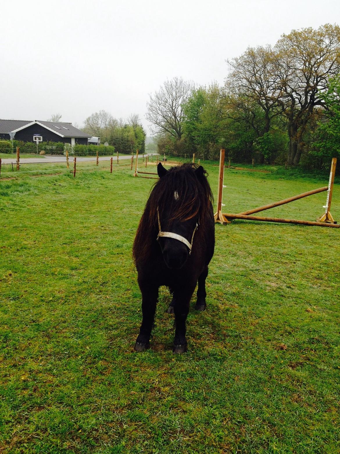 Shetlænder Mill Of Towie Country Lad - Sødeste Mill billede 10