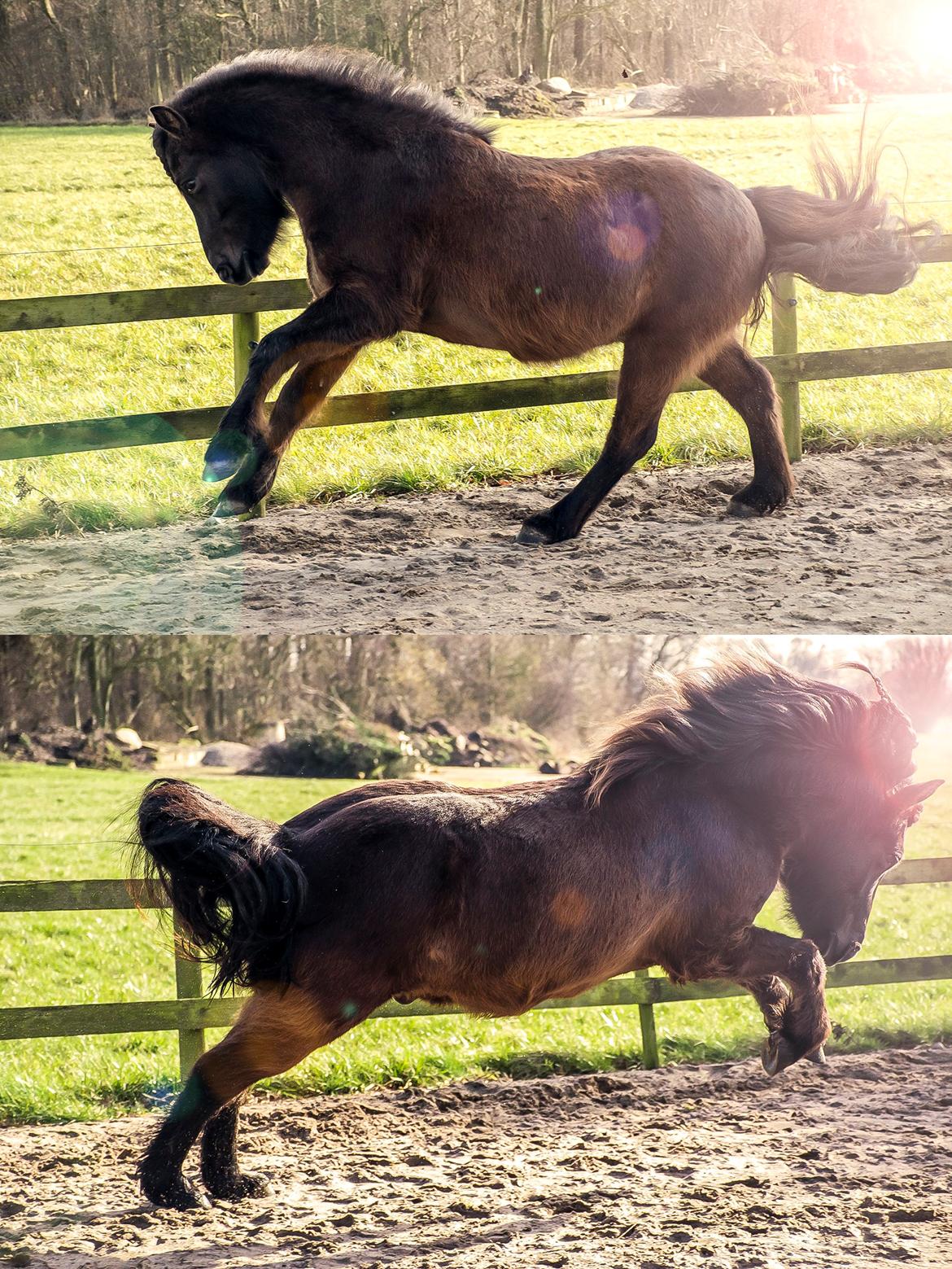 Islænder Ganti billede 3