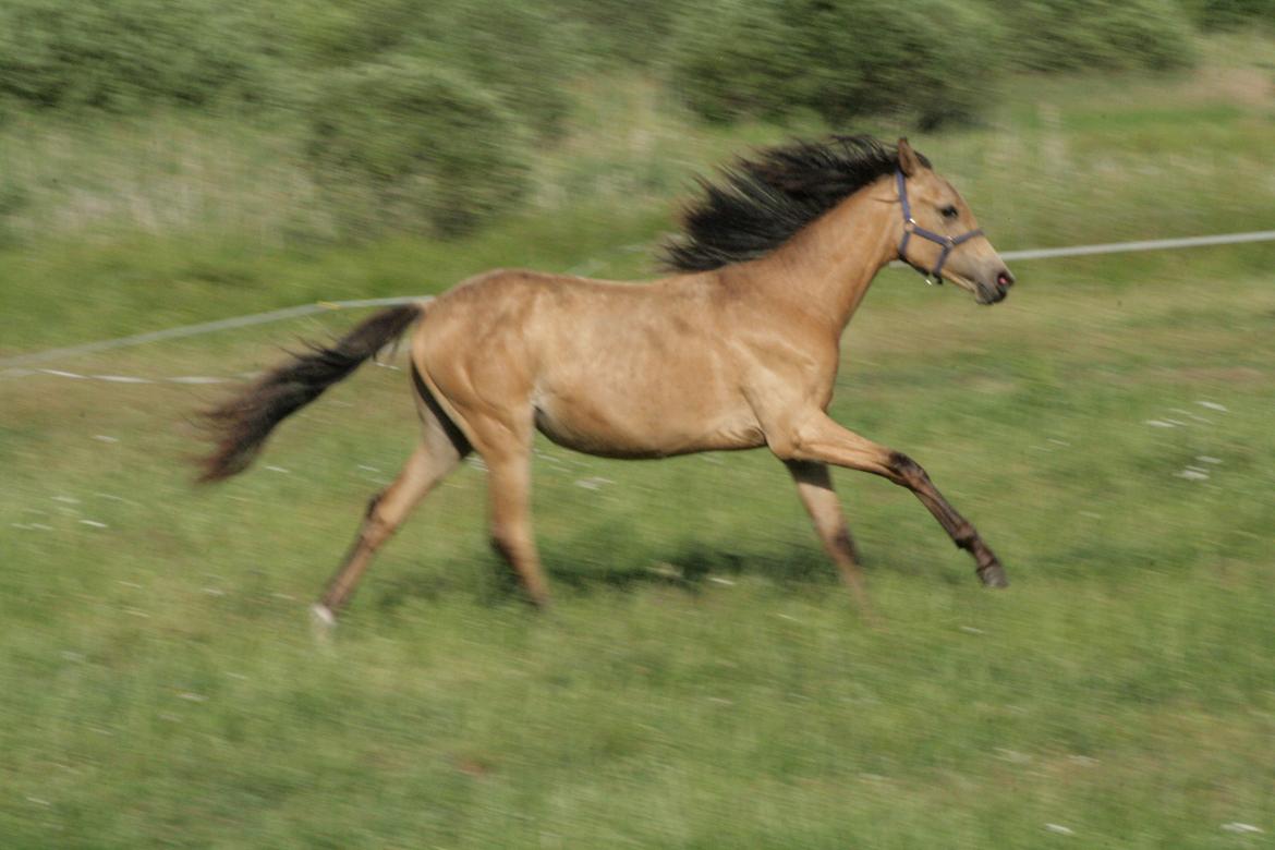 Welsh Partbred (Sec F) Aastrupgaards nyx - Nyx 1 år.  billede 37