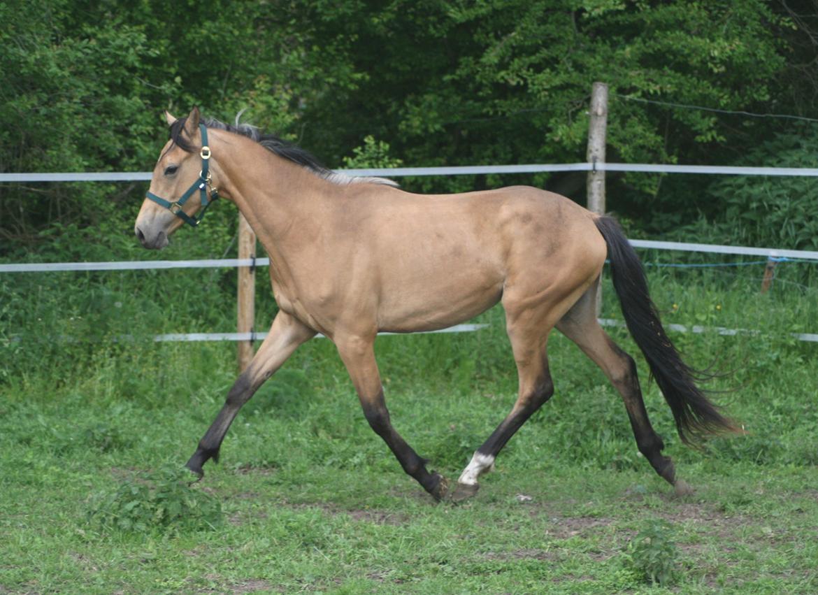 Welsh Partbred (Sec F) Aastrupgaards nyx - Nyx 2 år  billede 35