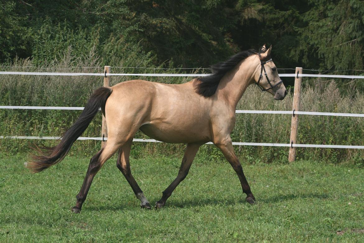Welsh Partbred (Sec F) Aastrupgaards nyx - Nyx 2 år, august  billede 15