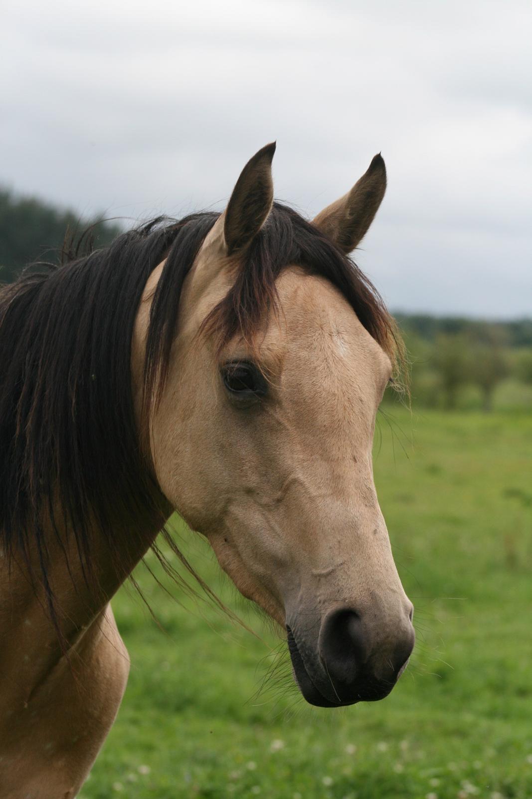 Welsh Partbred (Sec F) Aastrupgaards nyx - Nyx 3 år billede 36