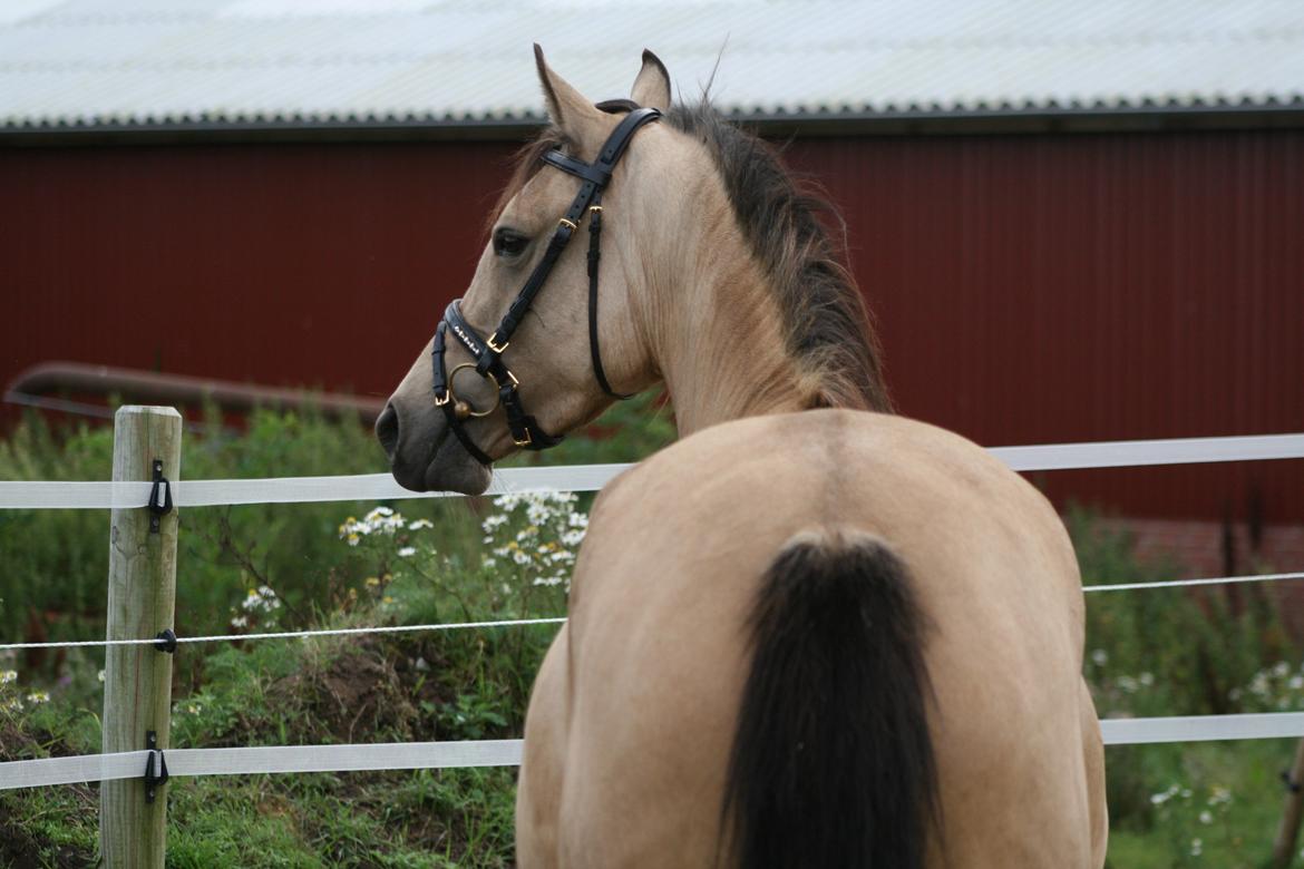 Welsh Partbred (Sec F) Aastrupgaards nyx - Nyx 4 år, August  billede 20