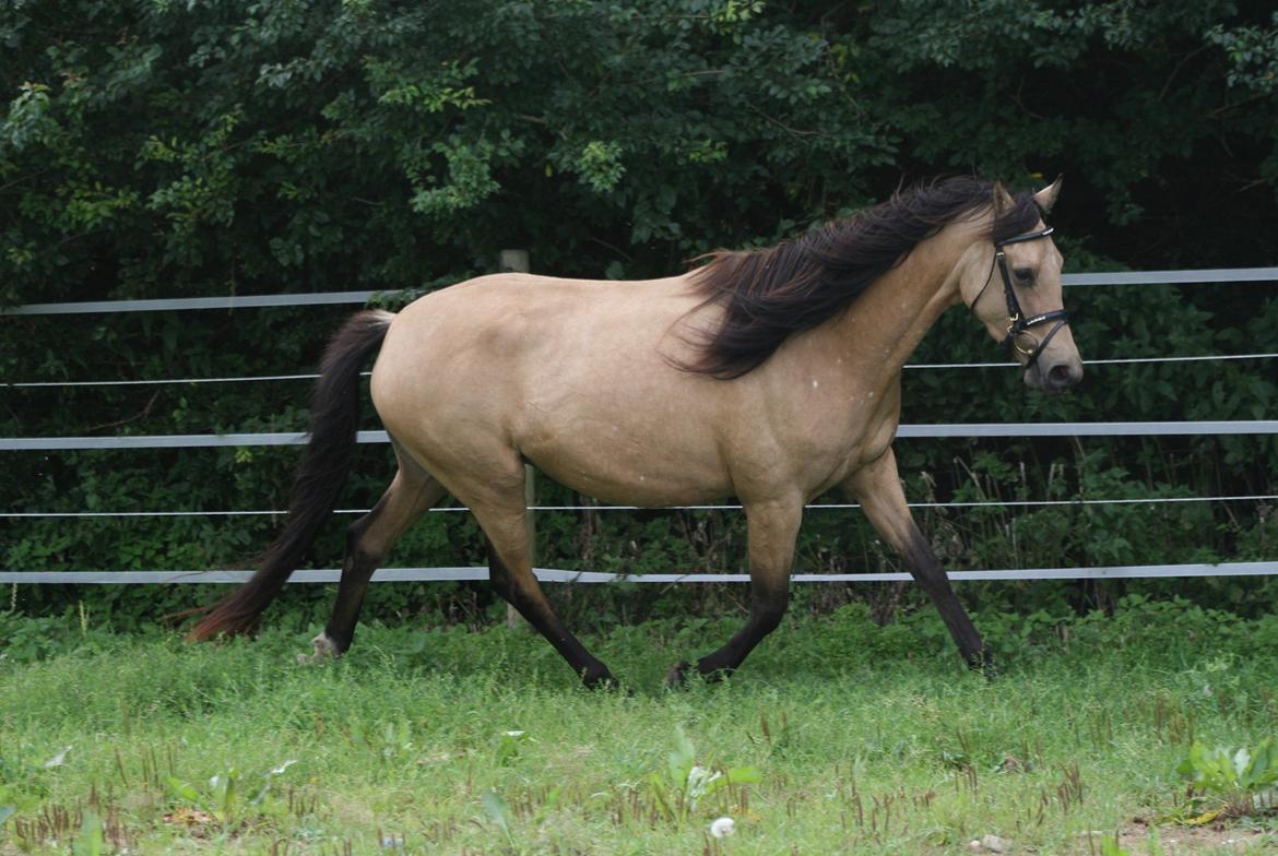 Welsh Partbred (Sec F) Aastrupgaards nyx - Nyx 4 år, August  billede 28