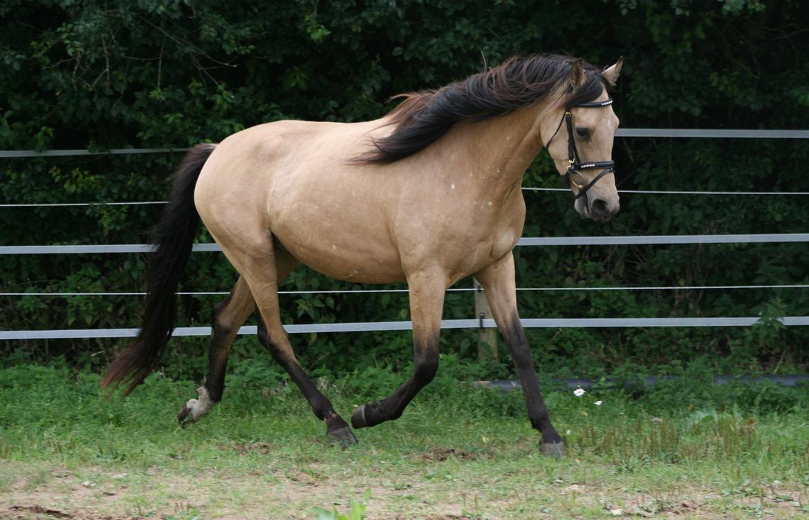 Welsh Partbred (Sec F) Aastrupgaards nyx - Nyx 4 år, August  billede 30