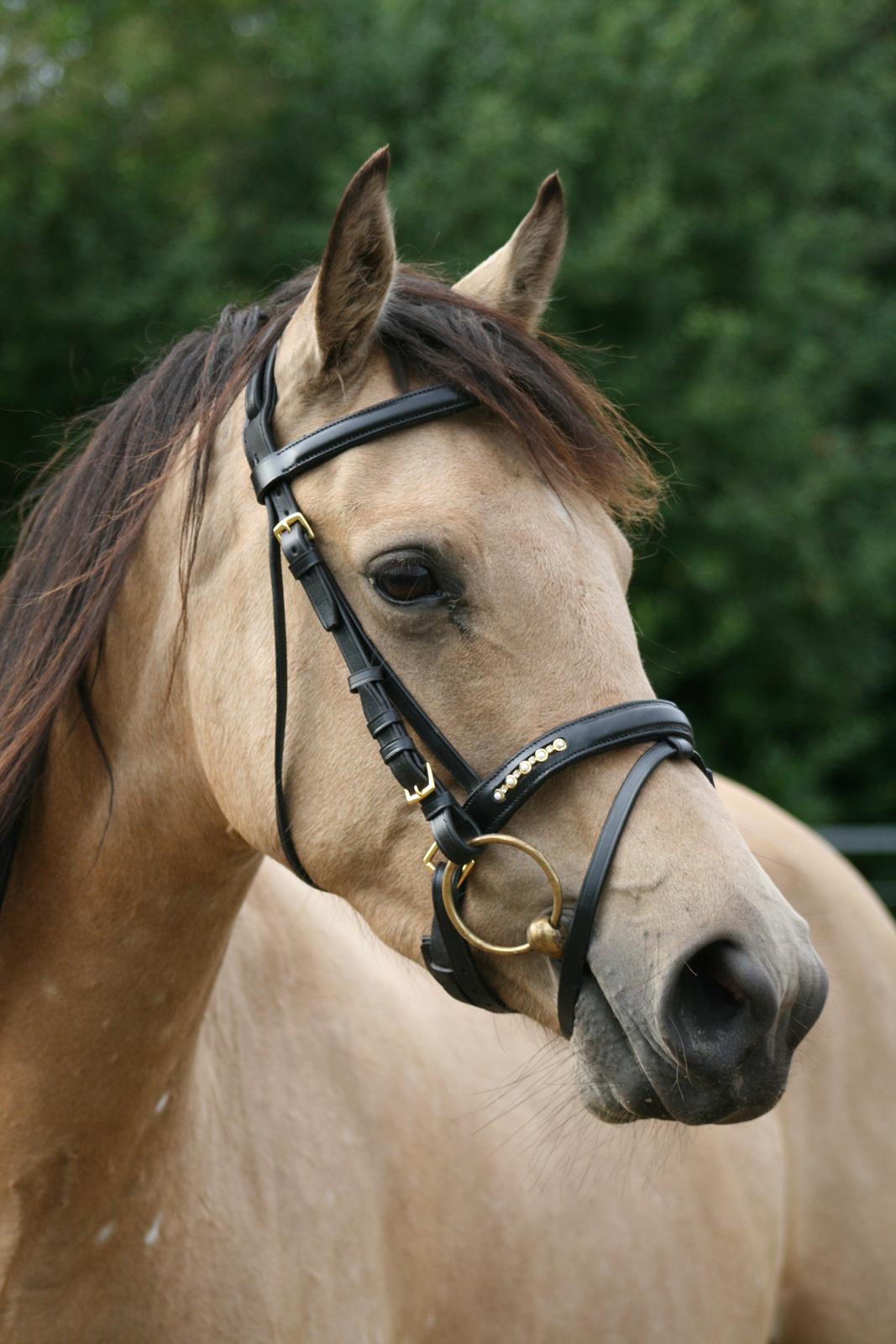 Welsh Partbred (Sec F) Aastrupgaards nyx - Nyx 4 år, August  billede 34