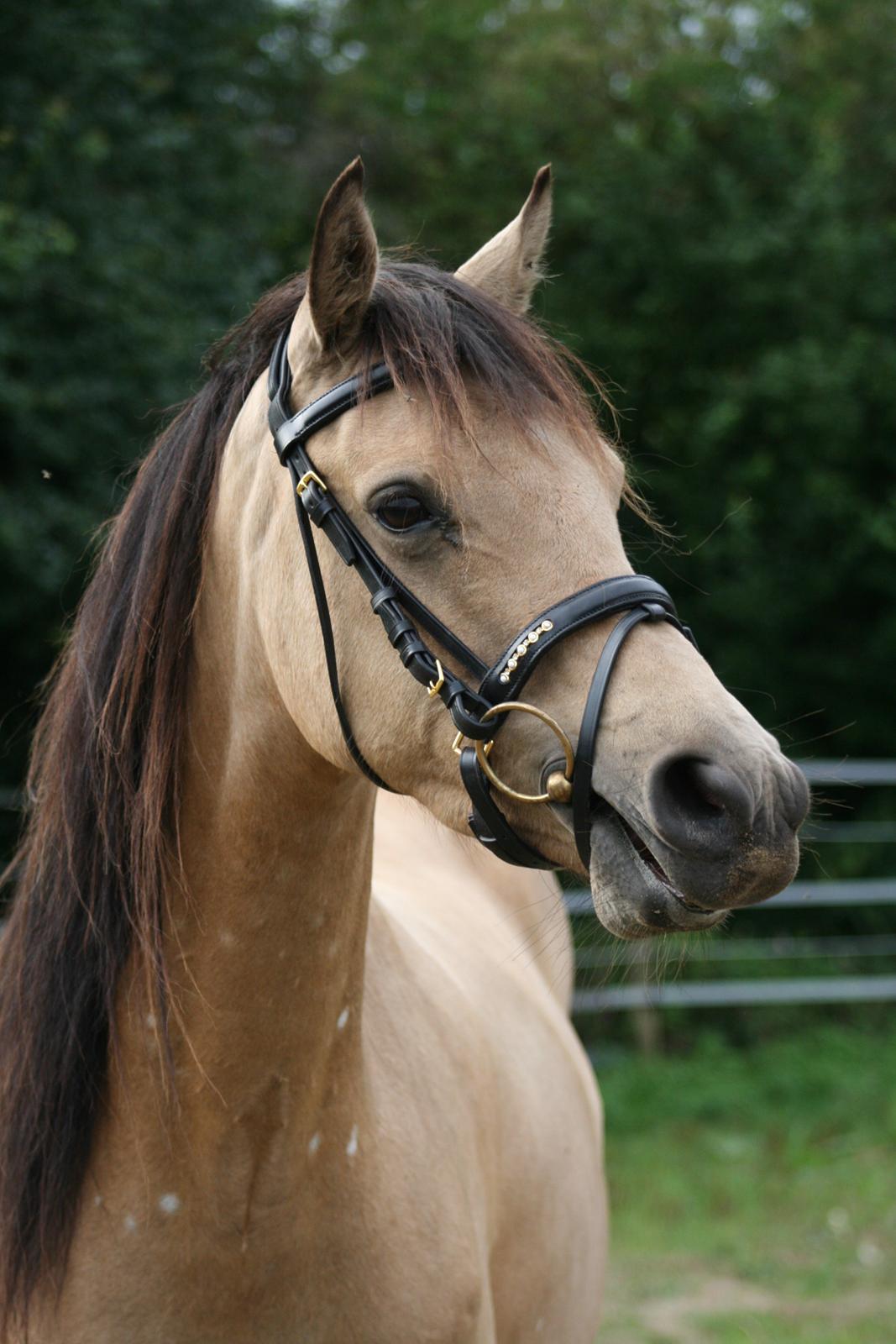Welsh Partbred (Sec F) Aastrupgaards nyx - Nyx 4 år, August  billede 31