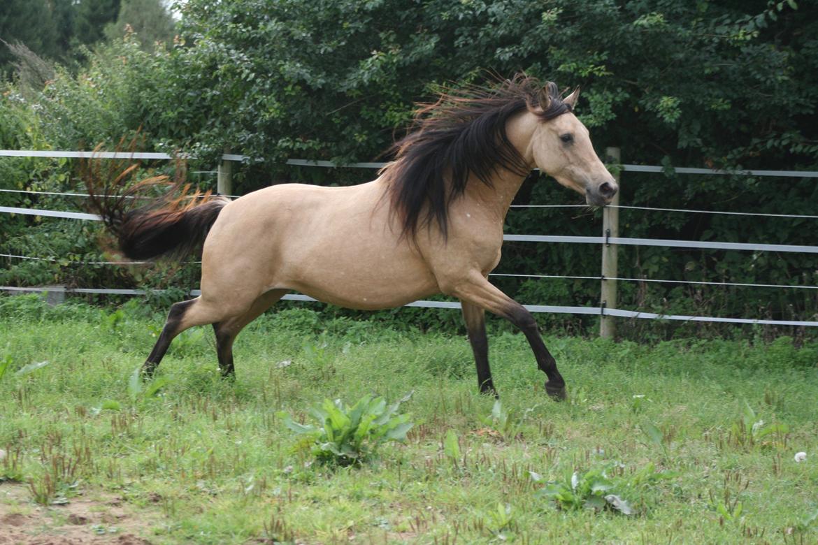 Welsh Partbred (Sec F) Aastrupgaards nyx - Nyx 4 år, August  billede 33