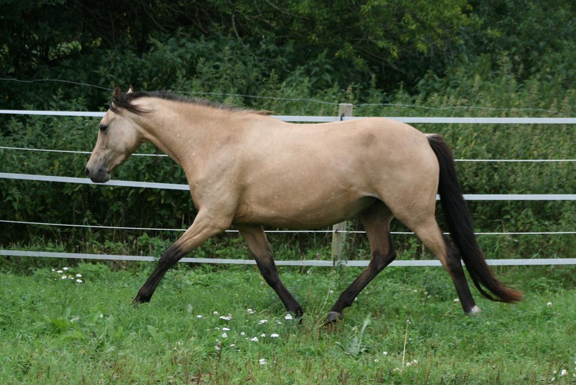 Welsh Partbred (Sec F) Aastrupgaards nyx - Nyx 4 år, August  billede 32