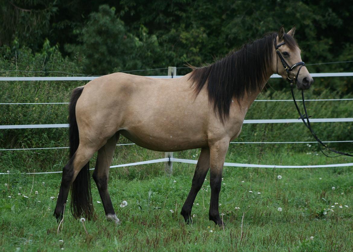 Welsh Partbred (Sec F) Aastrupgaards nyx - Nyx 4 år, August  billede 29