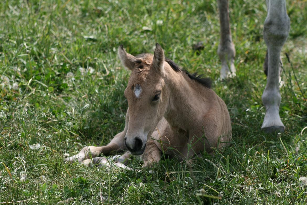 Welsh Partbred (Sec F) Aastrupgaards nyx - Nyx som føl billede 39