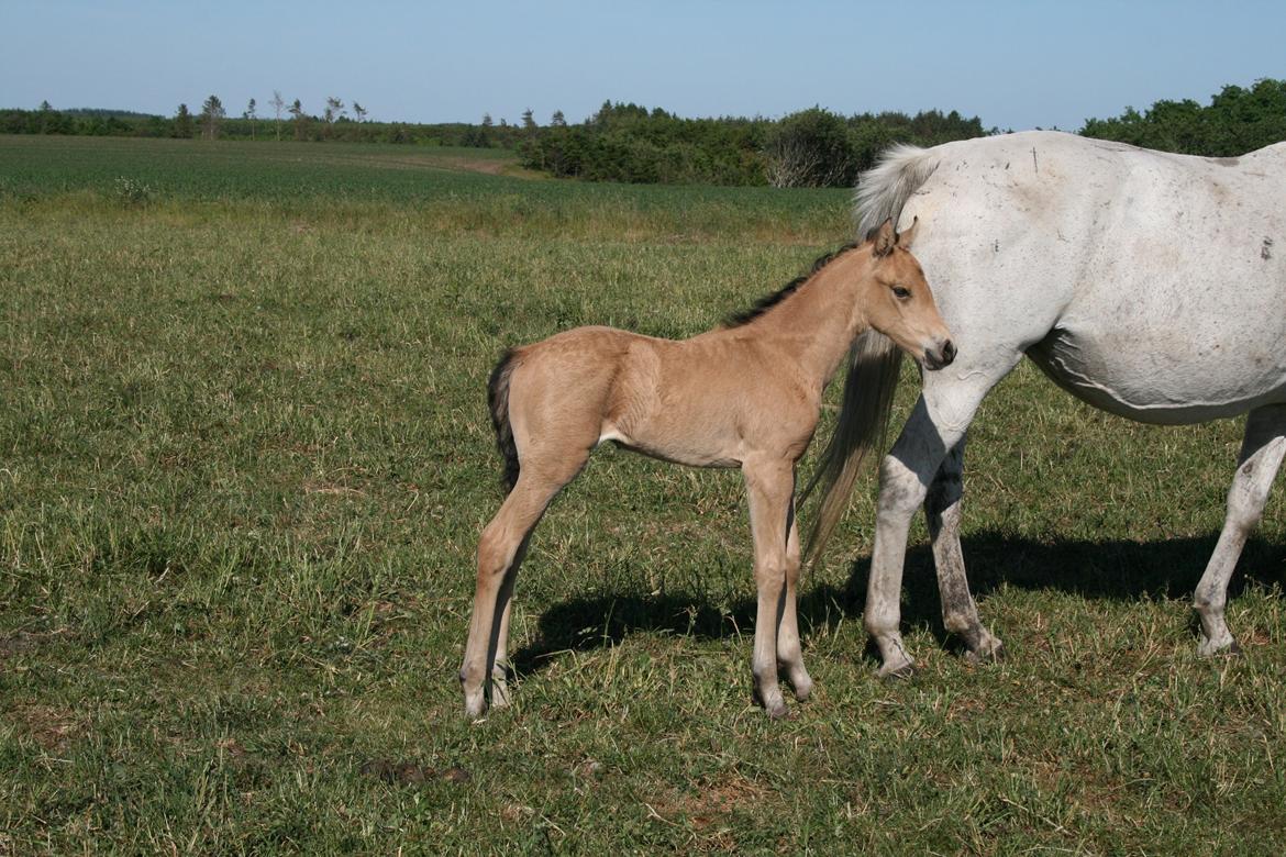 Welsh Partbred (Sec F) Aastrupgaards nyx - Nyx som føl billede 40