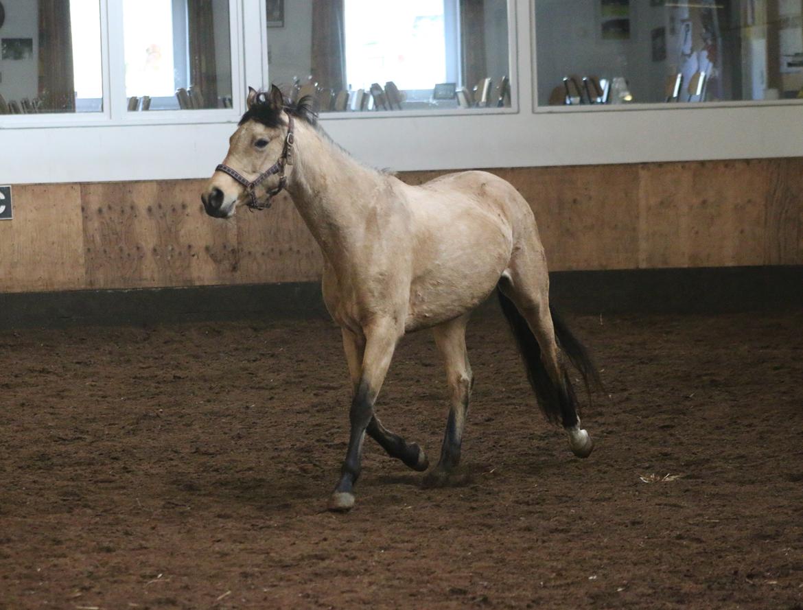 Welsh Partbred (Sec F) Aastrupgaards nyx billede 23