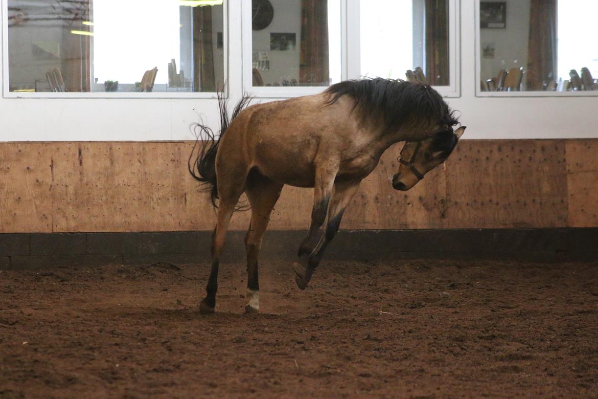 Welsh Partbred (Sec F) Aastrupgaards nyx billede 26