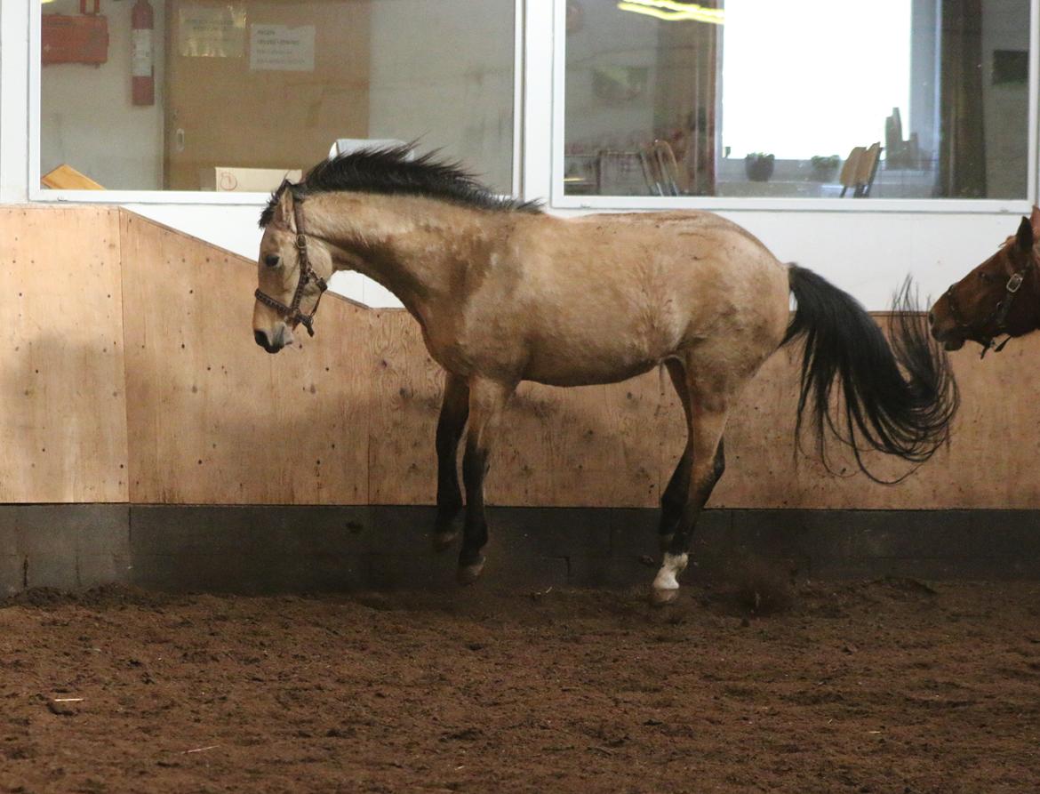 Welsh Partbred (Sec F) Aastrupgaards nyx billede 24